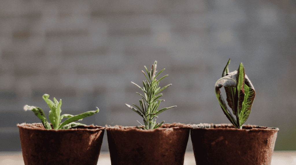 Growth Mindset
